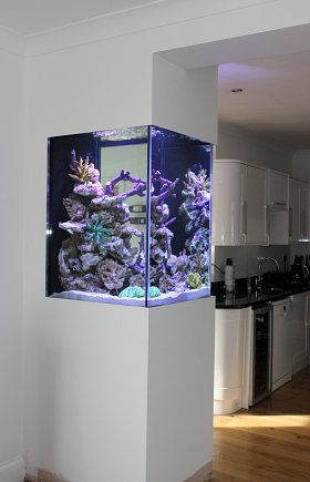 Side Wall Aquarium