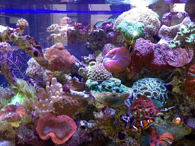 Coral Reef Aquarium Maintenance
